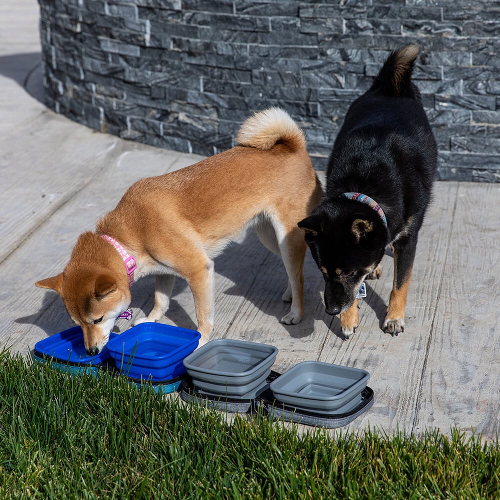 Petique ペティーク ポルタボウル 携帯用 フードボウル 餌入れ 水入れ 折りたたみ 持ち運び コンパクト 700ml 大容量 水分補給 水 食器 水飲み 給水器 シリコンボウル 旅行 お出かけ 散歩 犬 猫 小動物 Portabowl