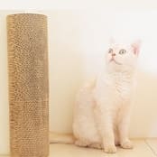 【アウトレット｜50%OFF】Petique Kitty Corner（キティコーナー）猫用爪とぎ