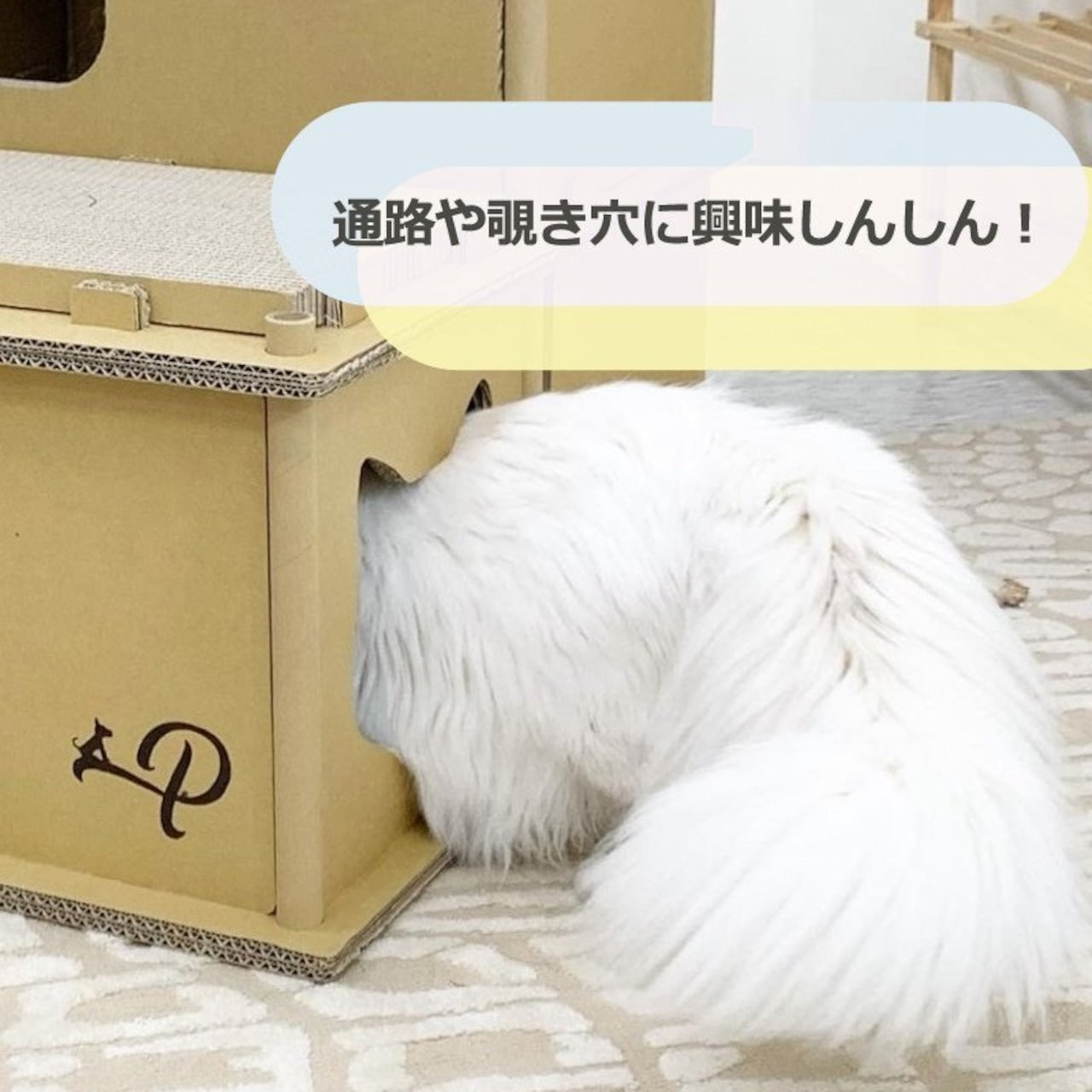 Petique ペティーク ヴィラ キャットハウス