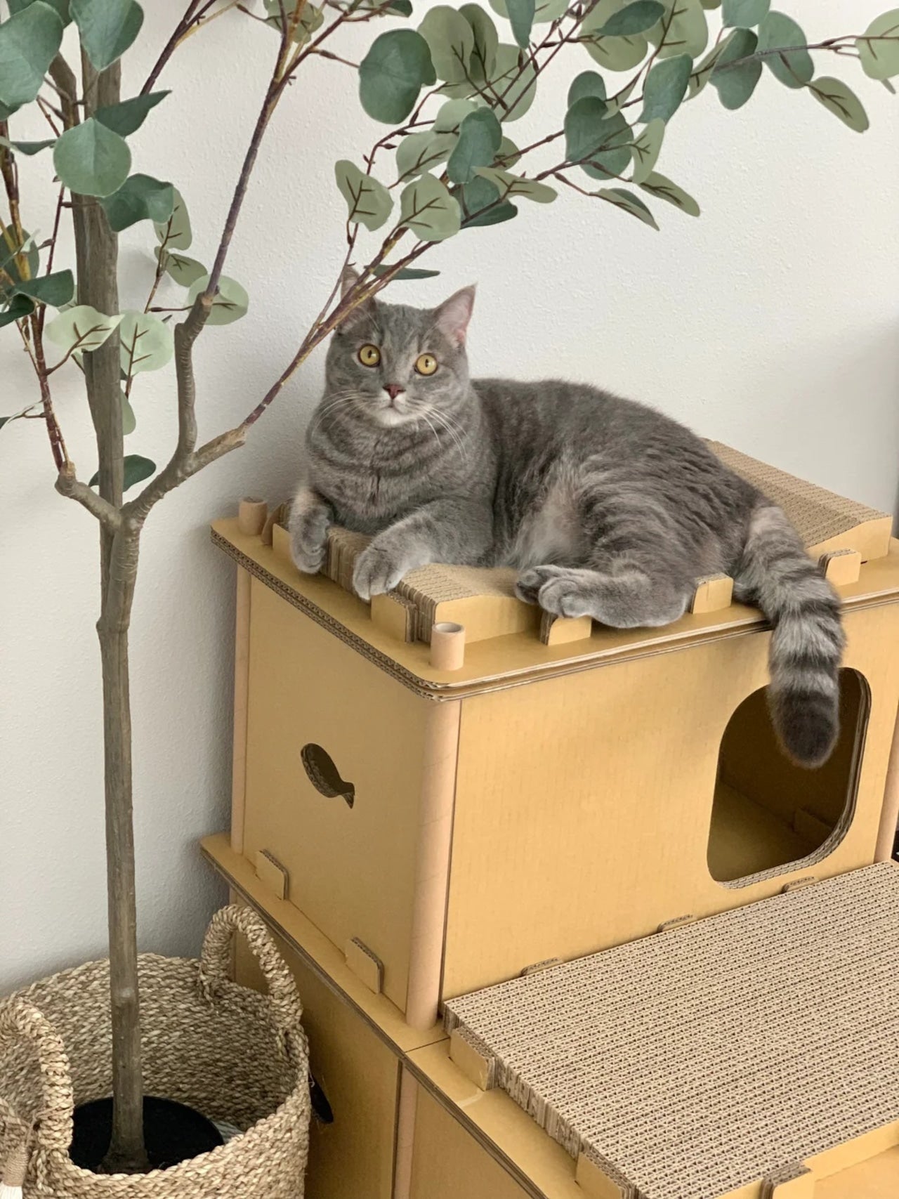 Petique ペティーク ヴィラ キャットハウス