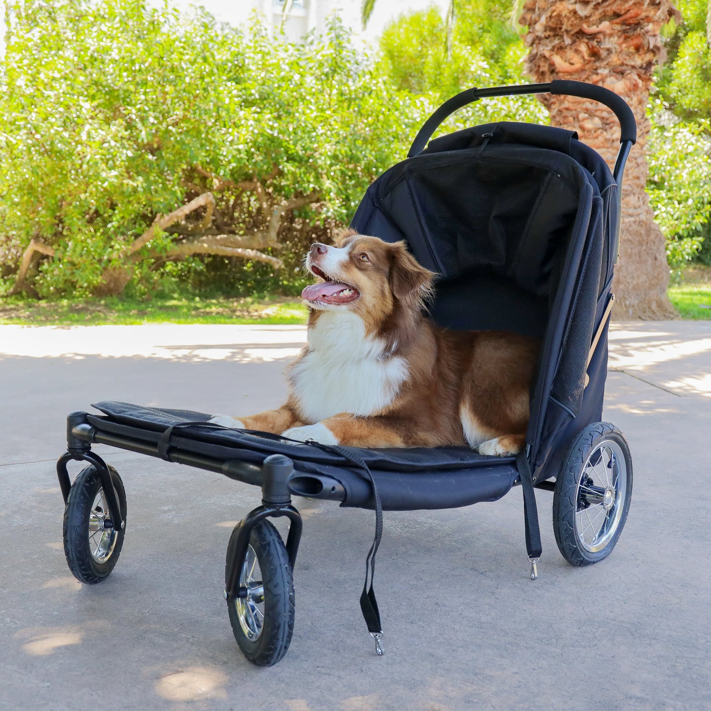 アポロ | Petique（ペティーク）