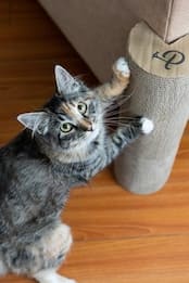 【アウトレット｜50%OFF】Petique Kitty Corner（キティコーナー）猫用爪とぎ