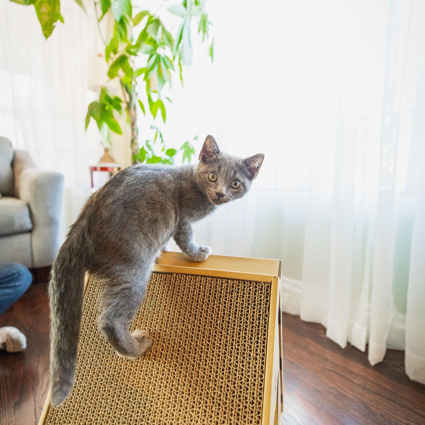 ティッピーピーク キャットハウス ペットハウス 爪とぎハウス ベッドハウス 段ボールハウス キャットタワー つめとぎ 猫の爪とぎ ダンボール 高圧縮紙 おもちゃ ストレス解消 ベッド ねこ ネコ 猫 小動物 Tippy Peak