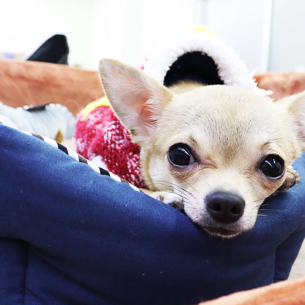 Petique ペティーク リバーシブルラウンドペットベッド 猫 小型犬 ふかふか ふわふわ あたたかい ペット用 ベッド リバーシブル ふわふわ Reversible Round Pet Bed