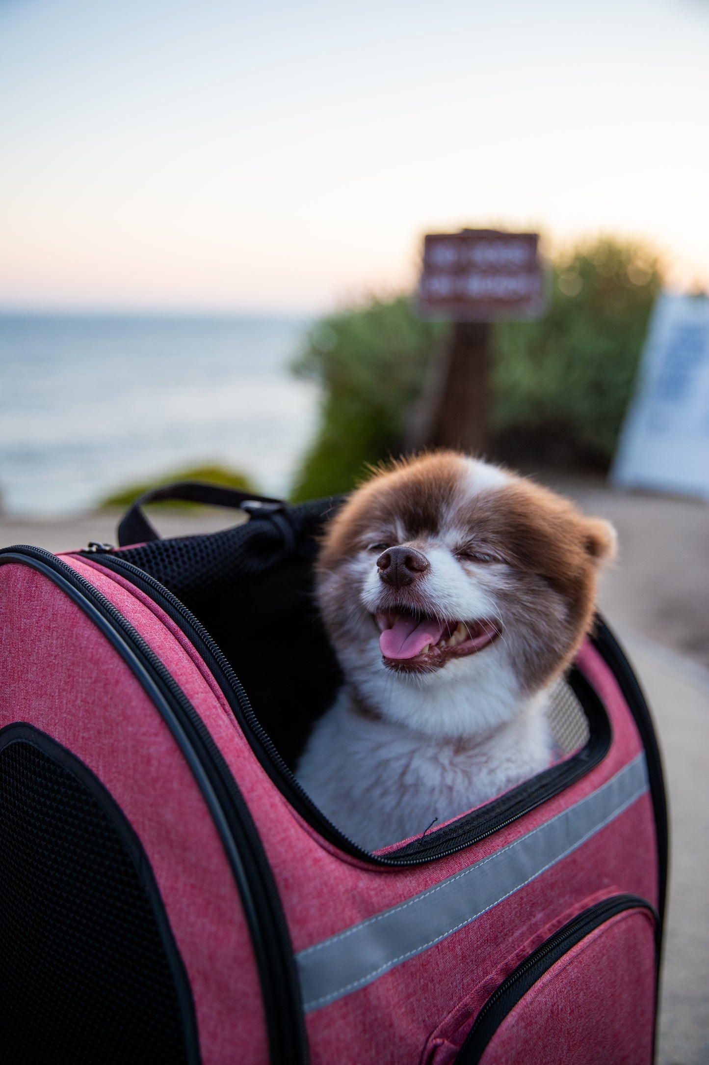 バックパッカー | Petique（ペティーク）