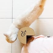 【アウトレット｜50%OFF】Petique Kitty Corner（キティコーナー）猫用爪とぎ