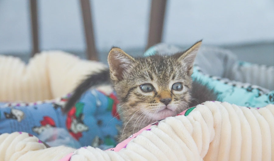 Petique ペティーク リバーシブルラウンドペットベッド 猫 小型犬 ふかふか ふわふわ あたたかい ペット用 ベッド リバーシブル ふわふわ Reversible Round Pet Bed